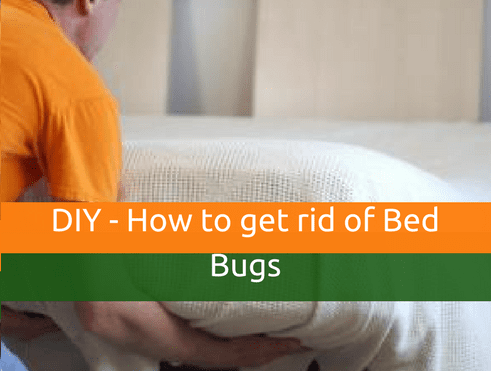 HOG DIY on How to get rid of bed rugs