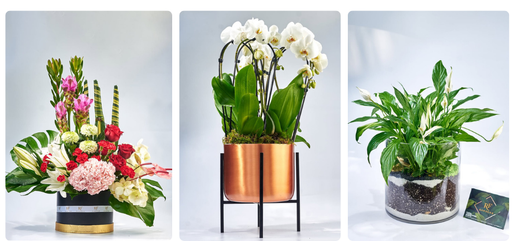 The Role of Gardening in Reducing Stress and Anxiety