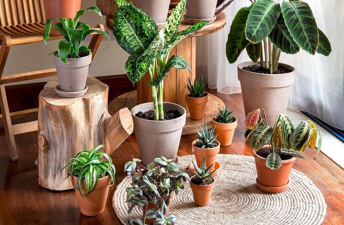 HOG best houseplants