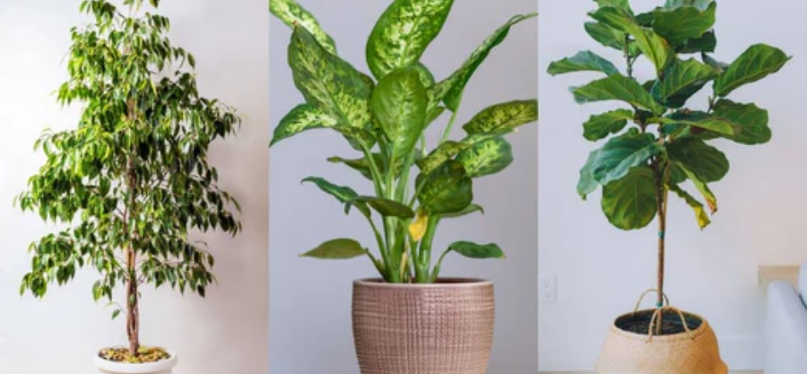 Can Trees grow inside a house?