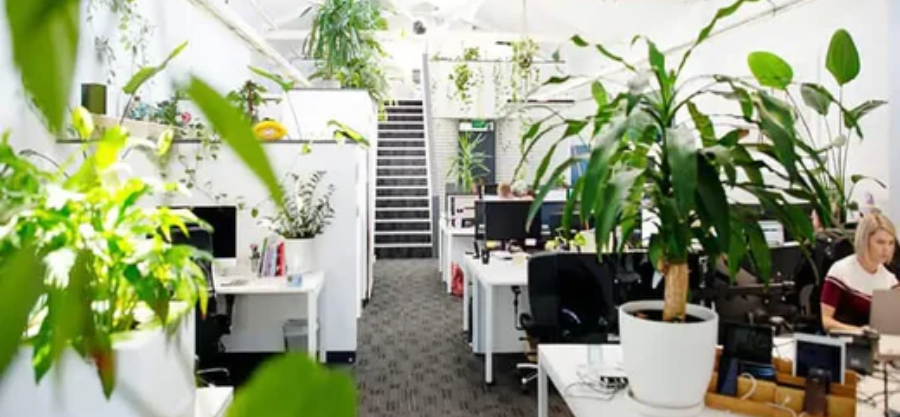 How to Create the Perfect Ambience in your Office with Artificial Plants