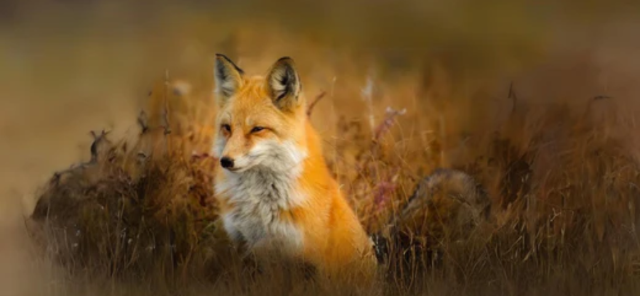 Wildlife Photography Editing: Capturing Nature's Beauty with CapCut Online Photo Editor