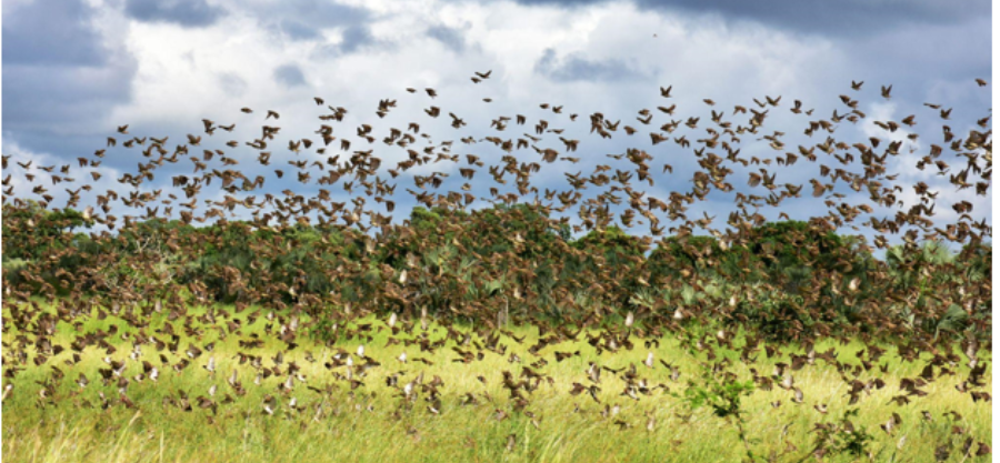 10 Effective Ways to Stop Birds from Eating Your Plants in Nigeria