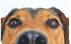 How To Write Articles And Blogs About Pets?