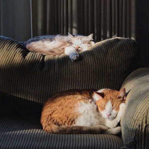 HOG ideas about 4 pet friendly design and organization