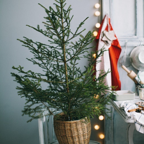 HOG tips of unique winter decoration for your home