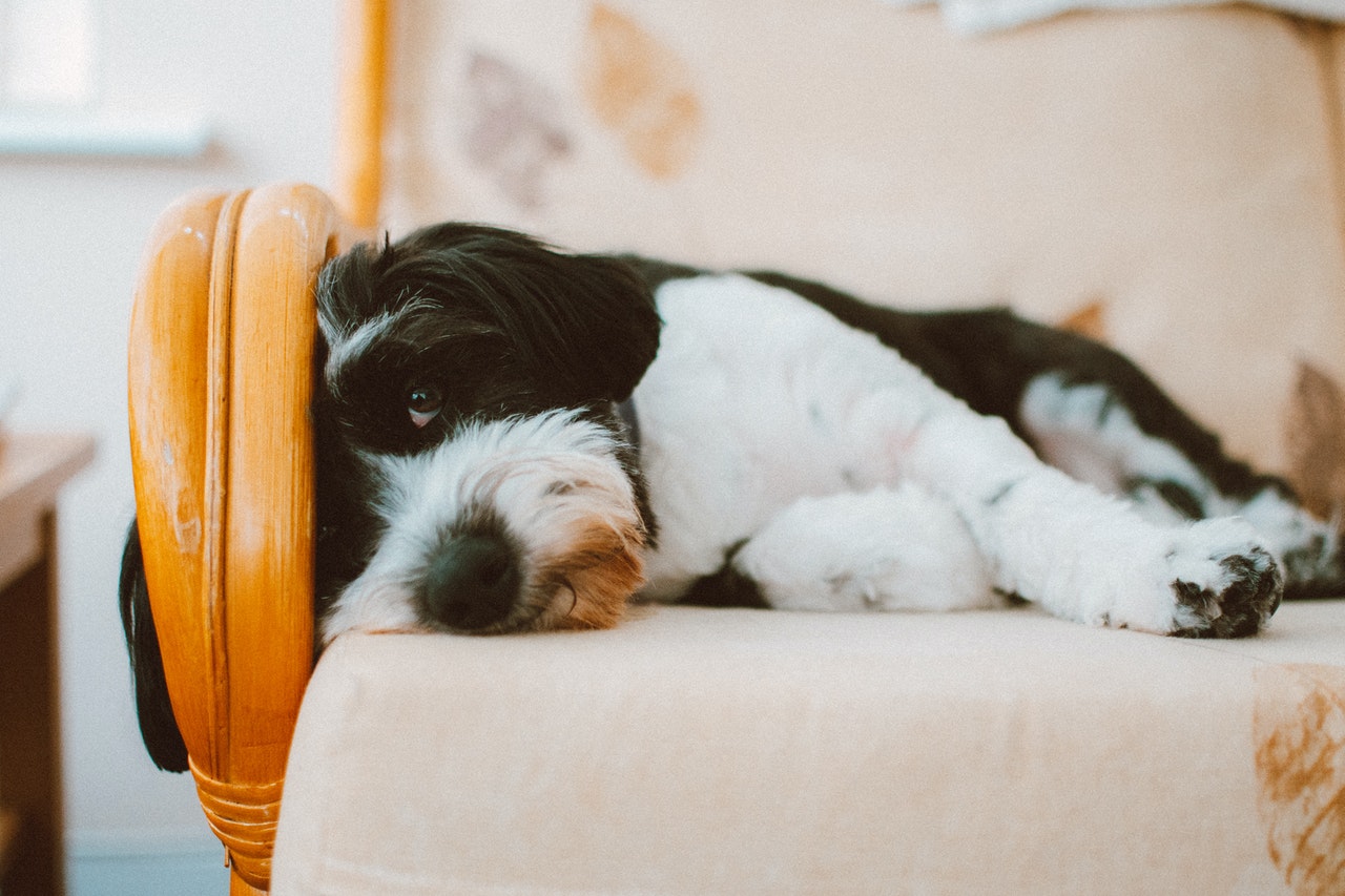 HOG 3 tips in choosing pet-friendly furniture