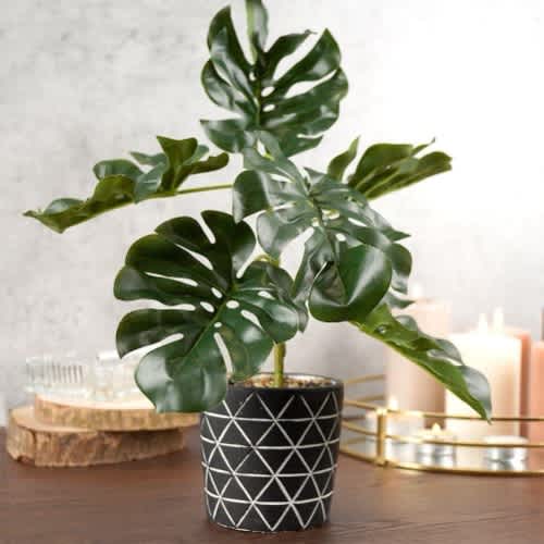 Oríkĕ ọpẹ Eweko | 160cm