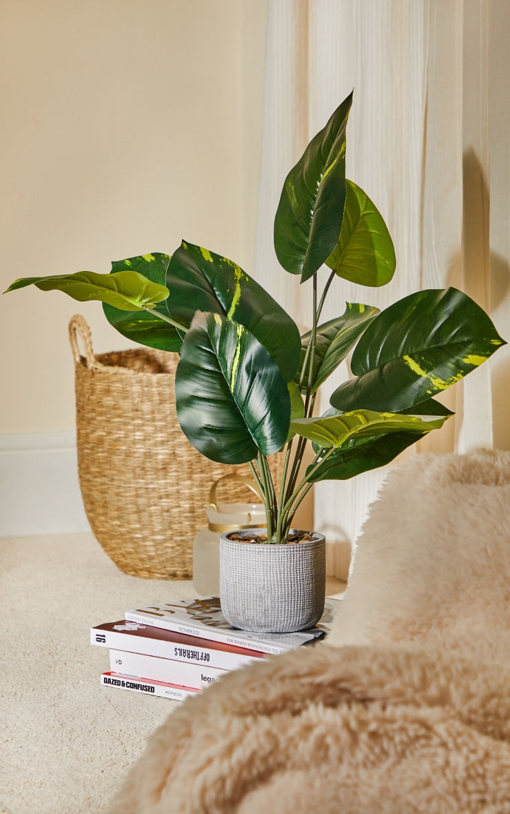 Large Tropical Plant in Cement Pot. Home Office Garden | HOG-HomeOfficeGarden | online marketplace