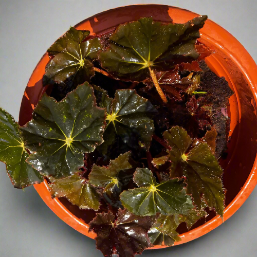 Begonia Rex Plant @HOG - Home Office Garden Online Marketplace