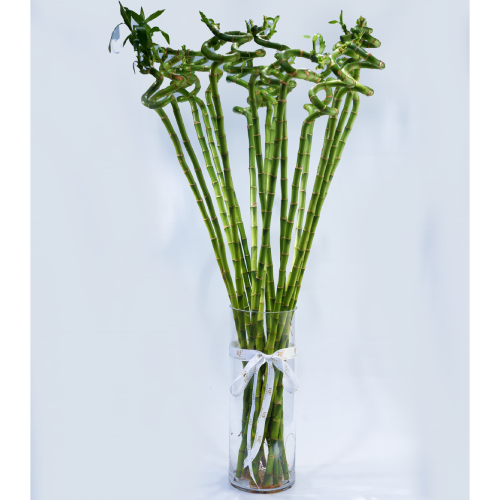 Dracaena Lucky Bamboo 100cm with 40cm Vase. Home Office Garden | HOG-HomeOfficeGarden | online marketplace