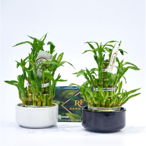 Dracaena Table Top Bamboo 18cm. Home Office Garden | HOG-HomeOfficeGarden | online marketplace