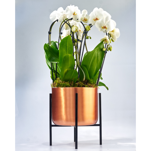 Gold/Copper Planter Set. Home Office Garden | HOG-HomeOfficeGarden | online marketplace