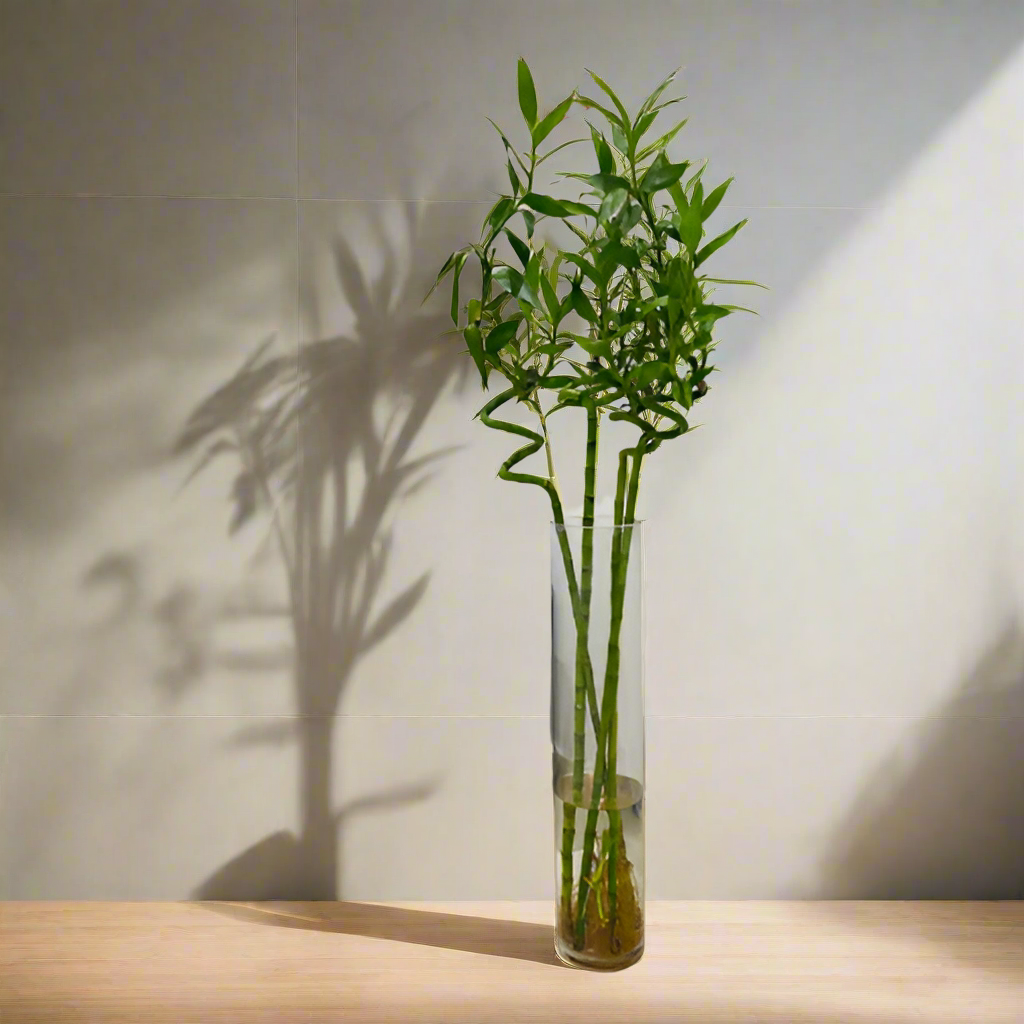 Chinese Lucky Bamboo Plant(Single Strand)