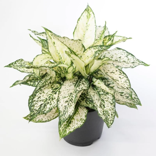 Aglaonema White Kiwi Plant Home Office Garden | HOG-Home Office Garden | HOG-Home Office Garden