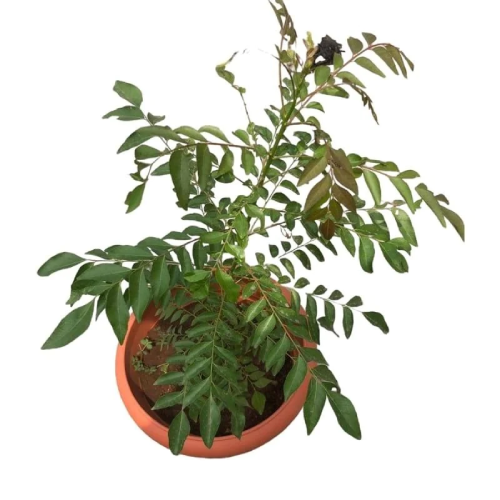 Potted Sweet Neem (Indian Curry) Home, Office, Garden online marketplace