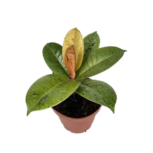 Ficus Shivereana Moonshine Home, Office, Garden online marketplace