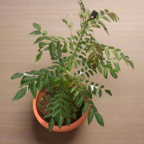 Potted Sweet Neem (Indian Curry) @HOG - Home Office Garden Online Marketplace