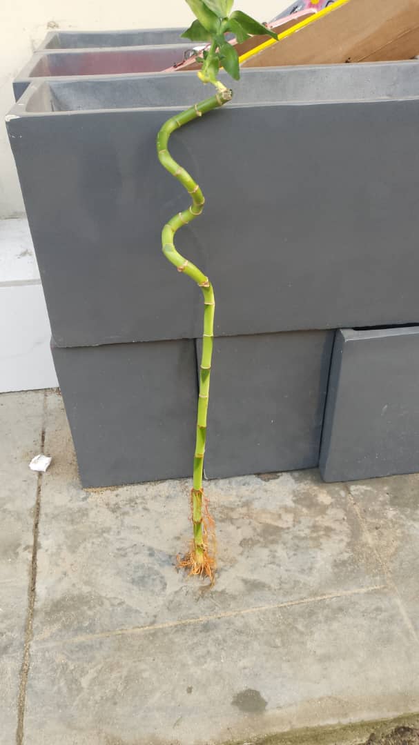 Chinese Lucky Bamboo Plant(Single Strand)