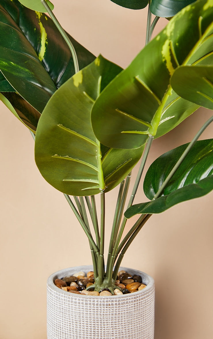 Large Tropical Plant in Cement Pot. Home Office Garden | HOG-HomeOfficeGarden | online marketplace