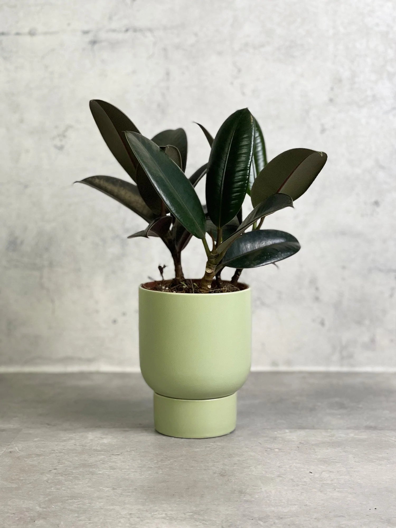 Artificial Plant with vase | HOG-Home. Office. Garden online marketplace