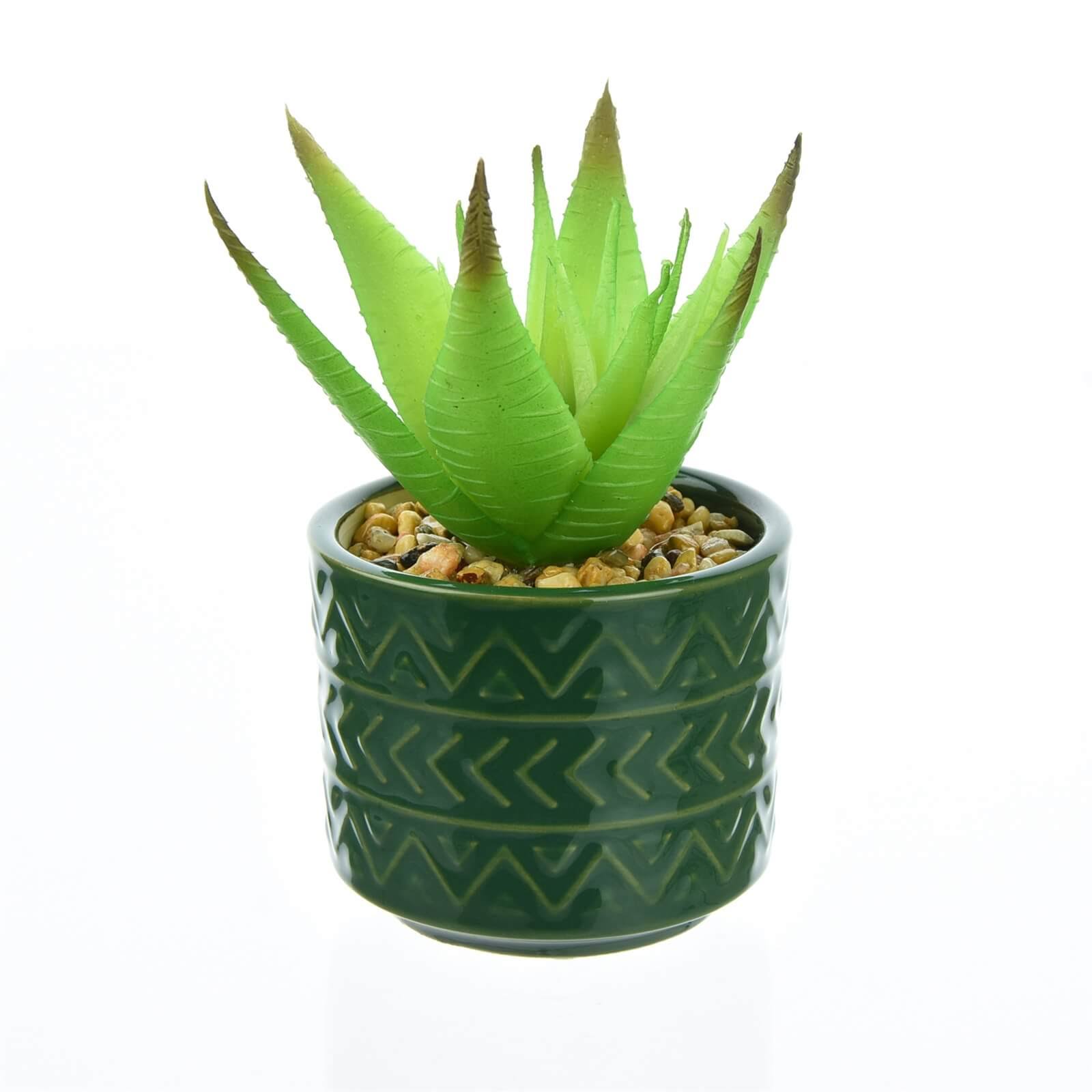 Spiky Succulent Plant in a Pot Home Office Garden | HOG-HomeOfficeGarden | online marketplace