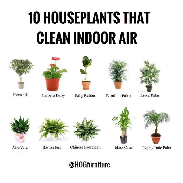 10 House plants that Clean indoor Air