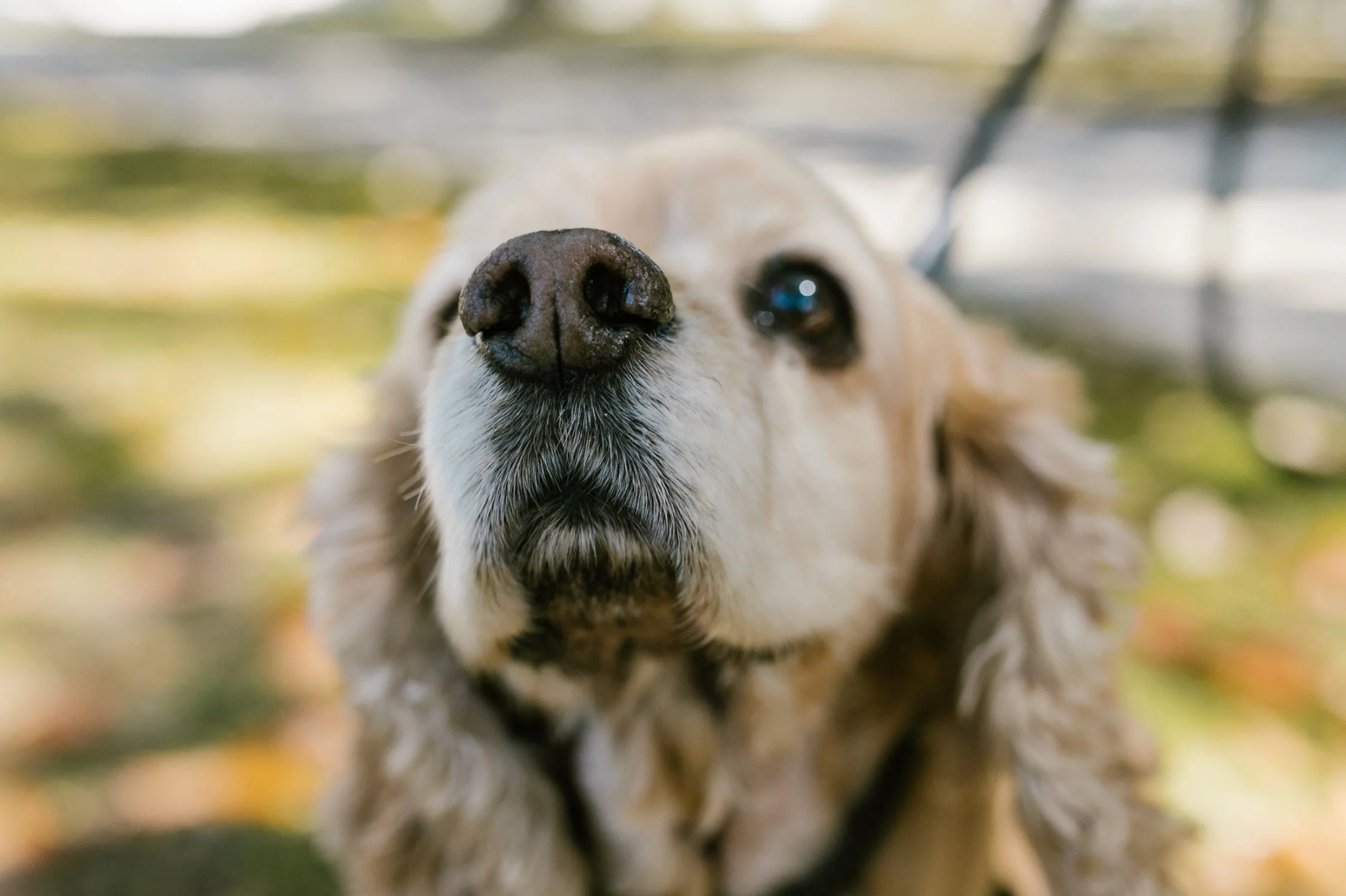 Small And Cuddly Dogs Which Are Perfect For Students