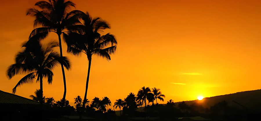 Oahu Tree Care Tips: Keep Your Garden Safe, Green, and Beautiful Oahu Tree Care