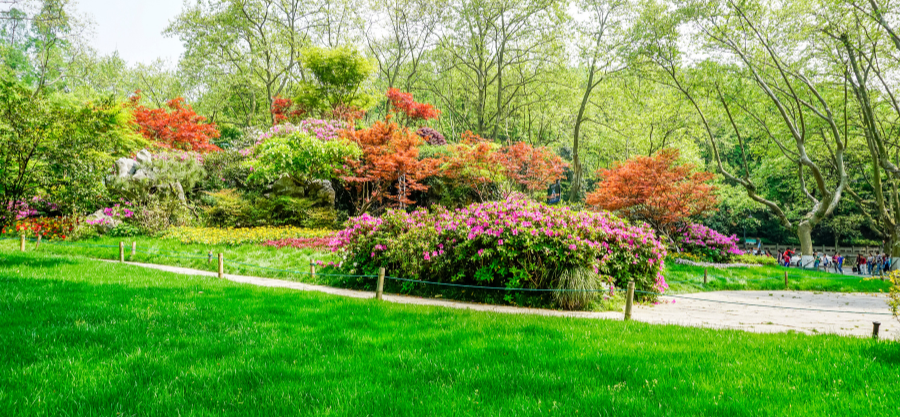 The Zero-Skill Gardener’s Guide to Backyard Landscaping