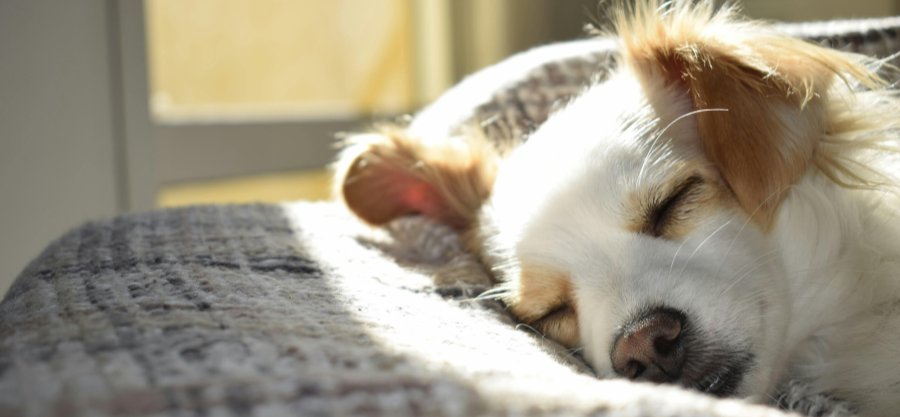 How to Set Up the Perfect Space in Your Home for a New Dog