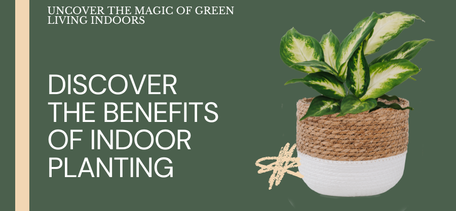 10 Benefits of Planting Indoor