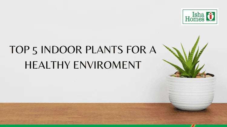 Top 5 Indoor Plants for a Healthy Environment