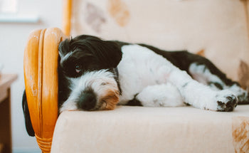 Top 3 Tips for Choosing Pet- Friendly Furniture