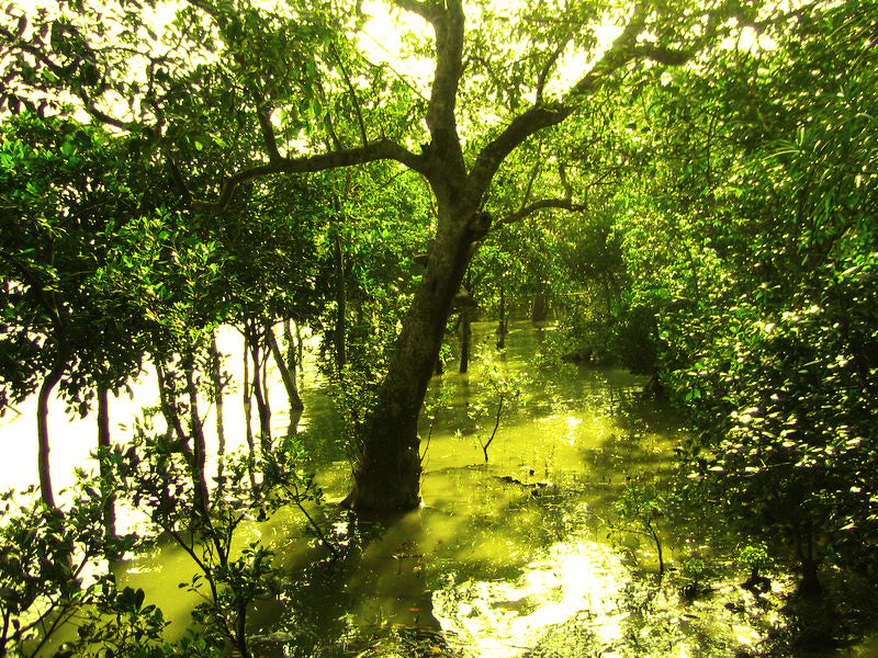 HOG thought on the importance of Sundari Trees