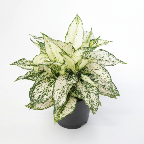 Aglaonema White Kiwi Plant @HOG - Home Office Garden Online Marketplace