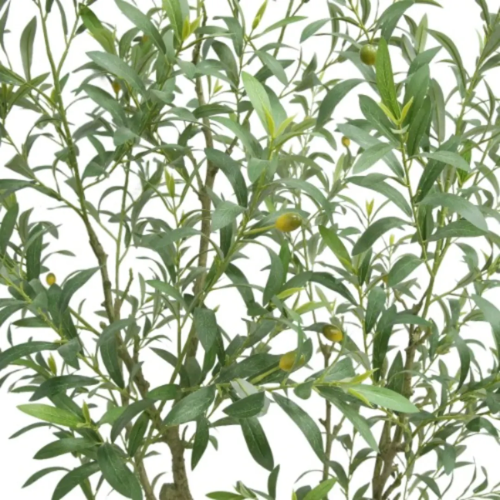 Cgh Artificial 6.5’ Olive Tree With French Planter @HOG - Home, Office, Garden, Online Marketplace

