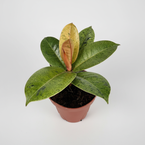 Ficus Shivereana Moonshine @HOG - Home Office Garden Online Marketplace