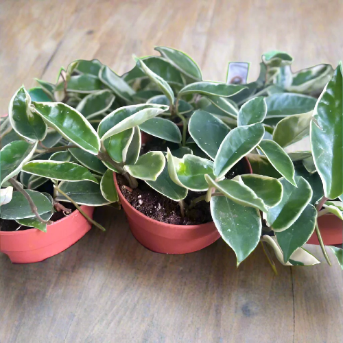 Hoya Carnosa (One Pot Only) @HOG - Home Office Garden Online Marketplace