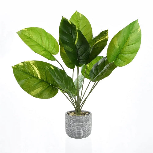Large Tropical Plant in Cement Pot @HOG - Home Office Garden Online Marketplace