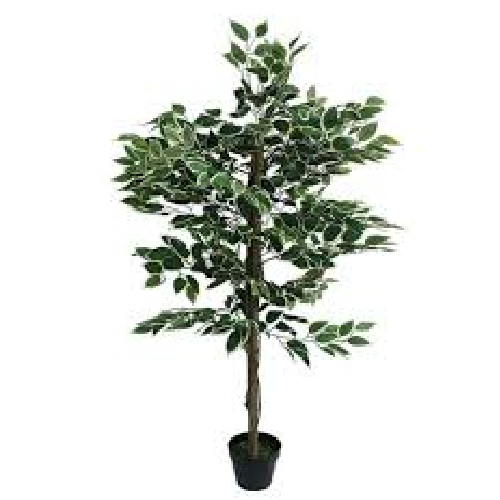 Ficus Plants Home Office Garden | HOG-Home Office Garden | online marketplace