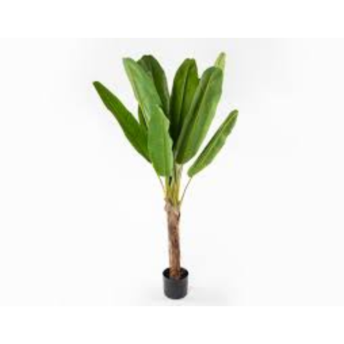 Banana Tree  Home Office Garden | HOG-Home Office Garden | online marketplace