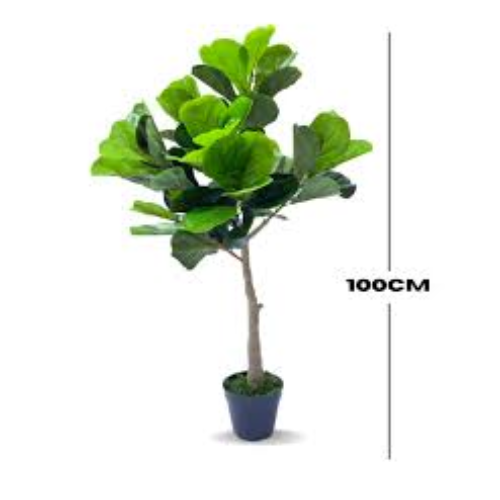 Fiddle Leaf Tree  Home Office Garden | HOG-Home Office Garden | online marketplace