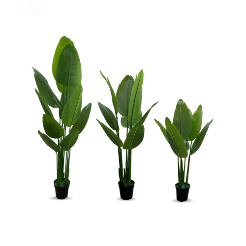 Traveler Banana Plant  Home Office Garden | HOG-Home Office Garden | online marketplace