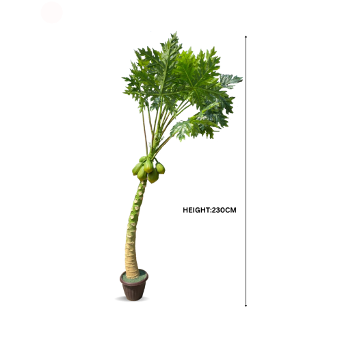 Papaya Tree  Home Office Garden | HOG-Home Office Garden | online marketplace