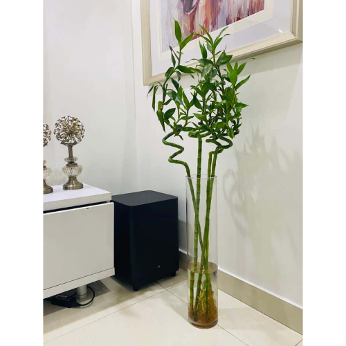 Chinese Lucky Bamboo Plant Order Now @HOG Marketplace