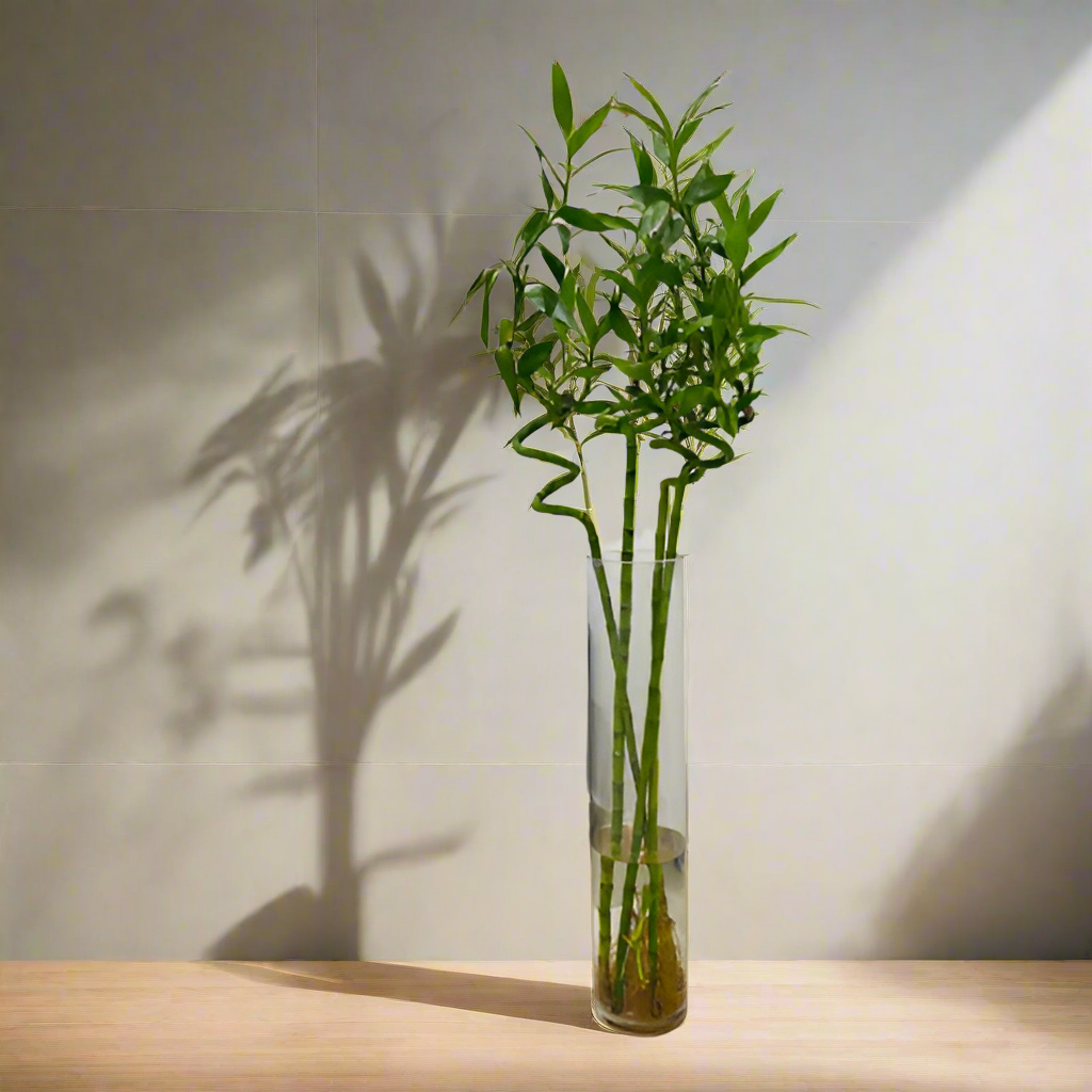 Chinese Lucky Bamboo Plant