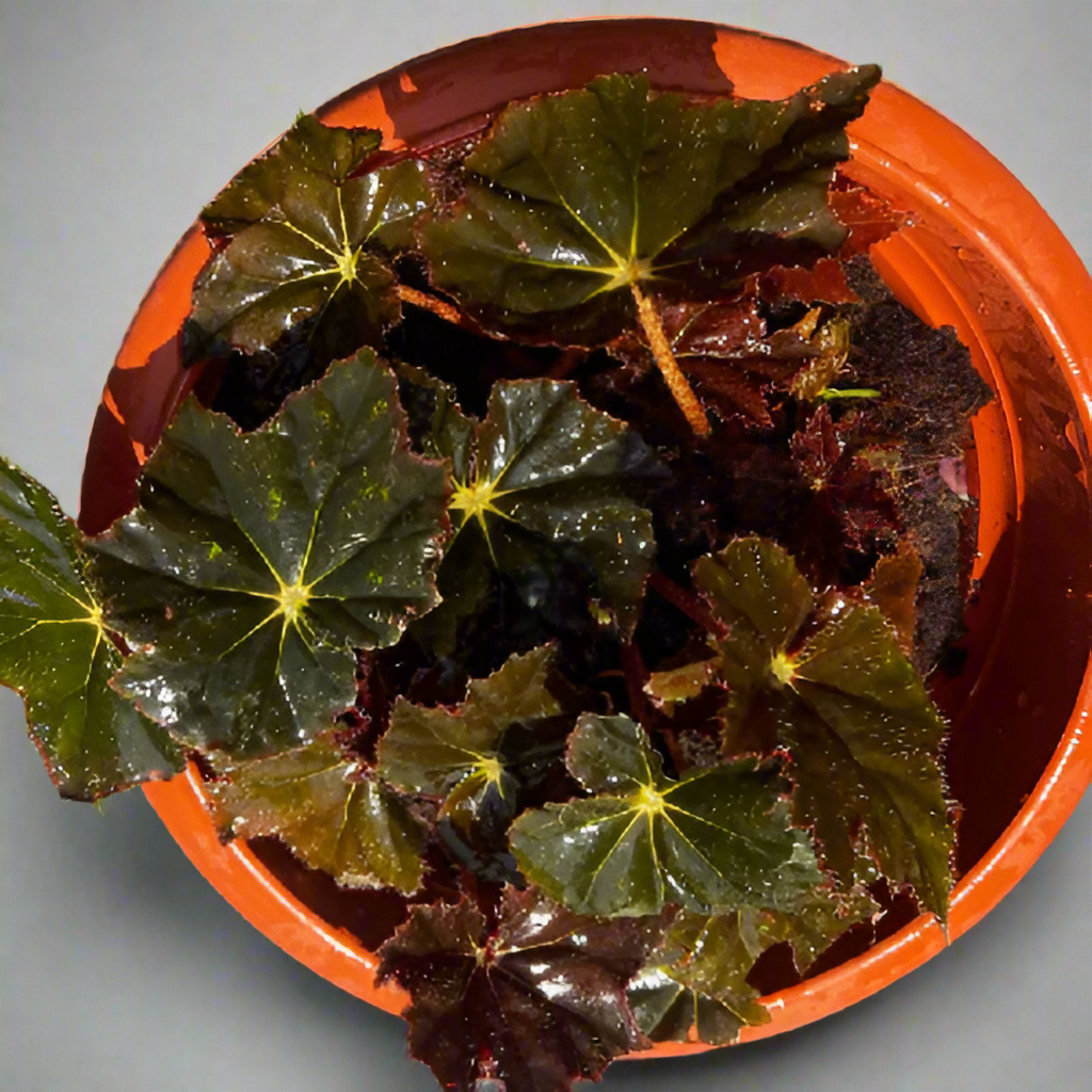 Begonia Rex Plant Home Office Garden | HOG-HomeOfficeGarden | online marketplace