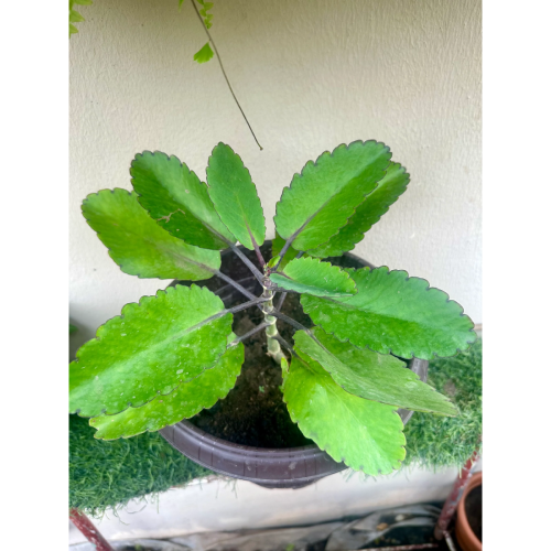 Potted Miracle Leaf (Life Plant) Home, Office, Garden online marketplace