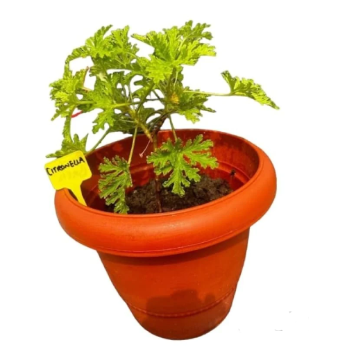 Potted Citronella Plant Home Office Garden | HOG-Home Office Garden | online marketplace